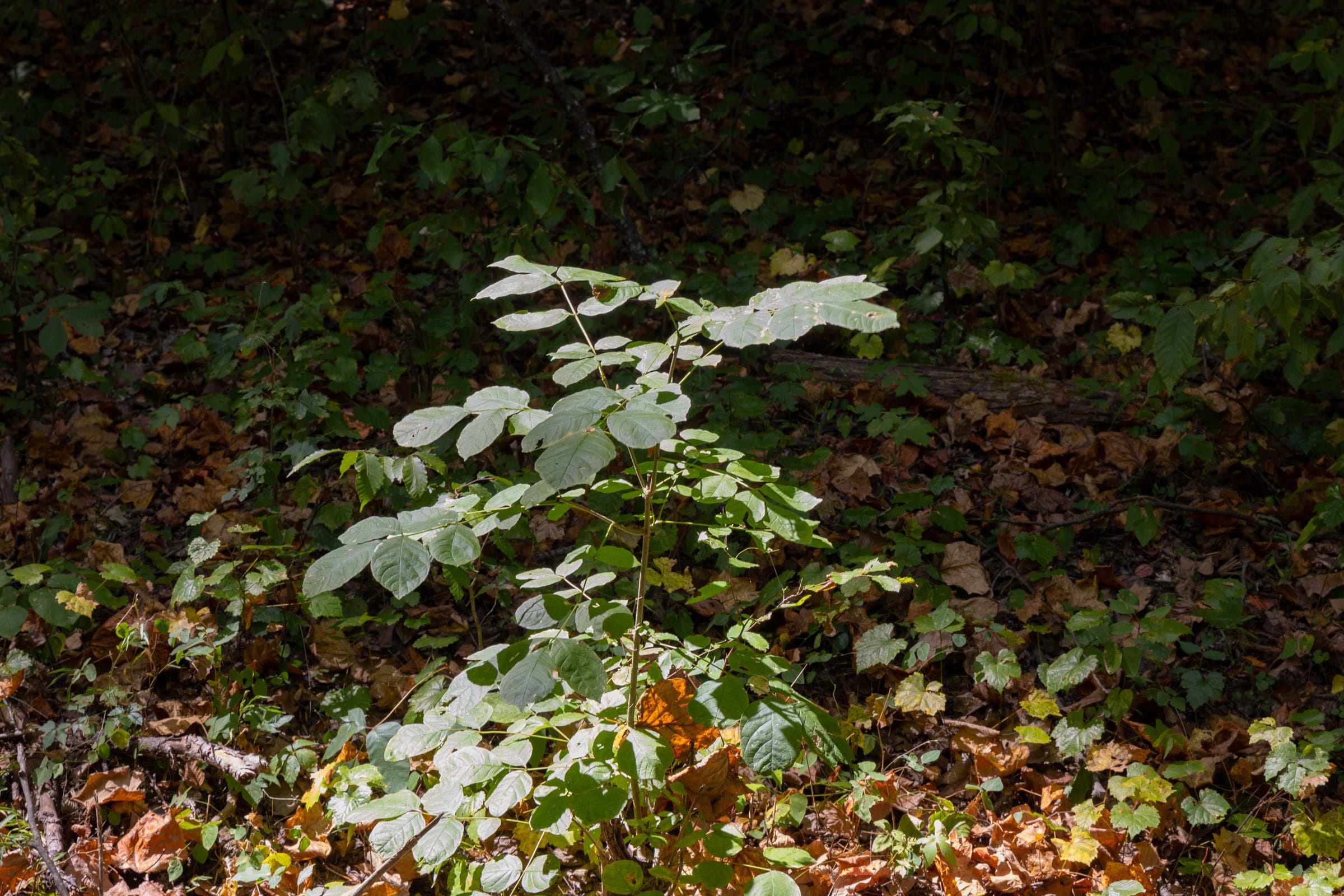 Big White Oak Tract 26 photo 2