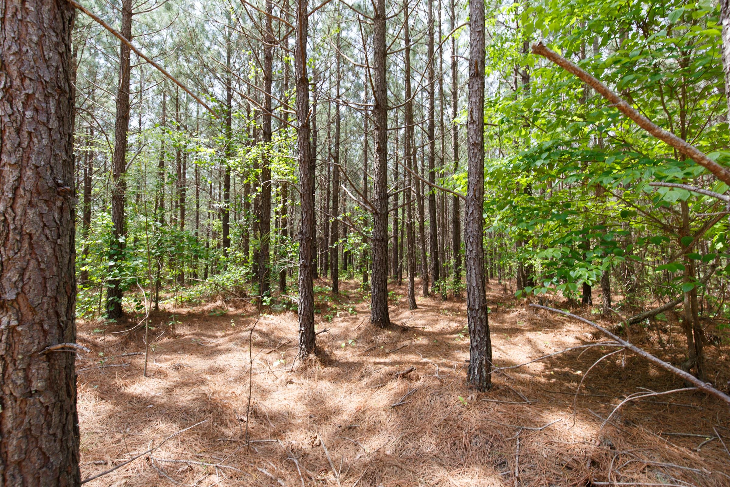 Red Barn Ranch Tract 62 photo 2