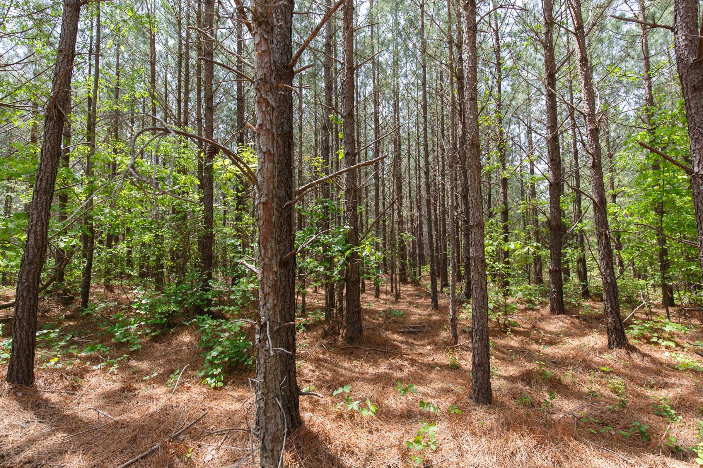 Red Barn Ranch Tract 62 photo 3