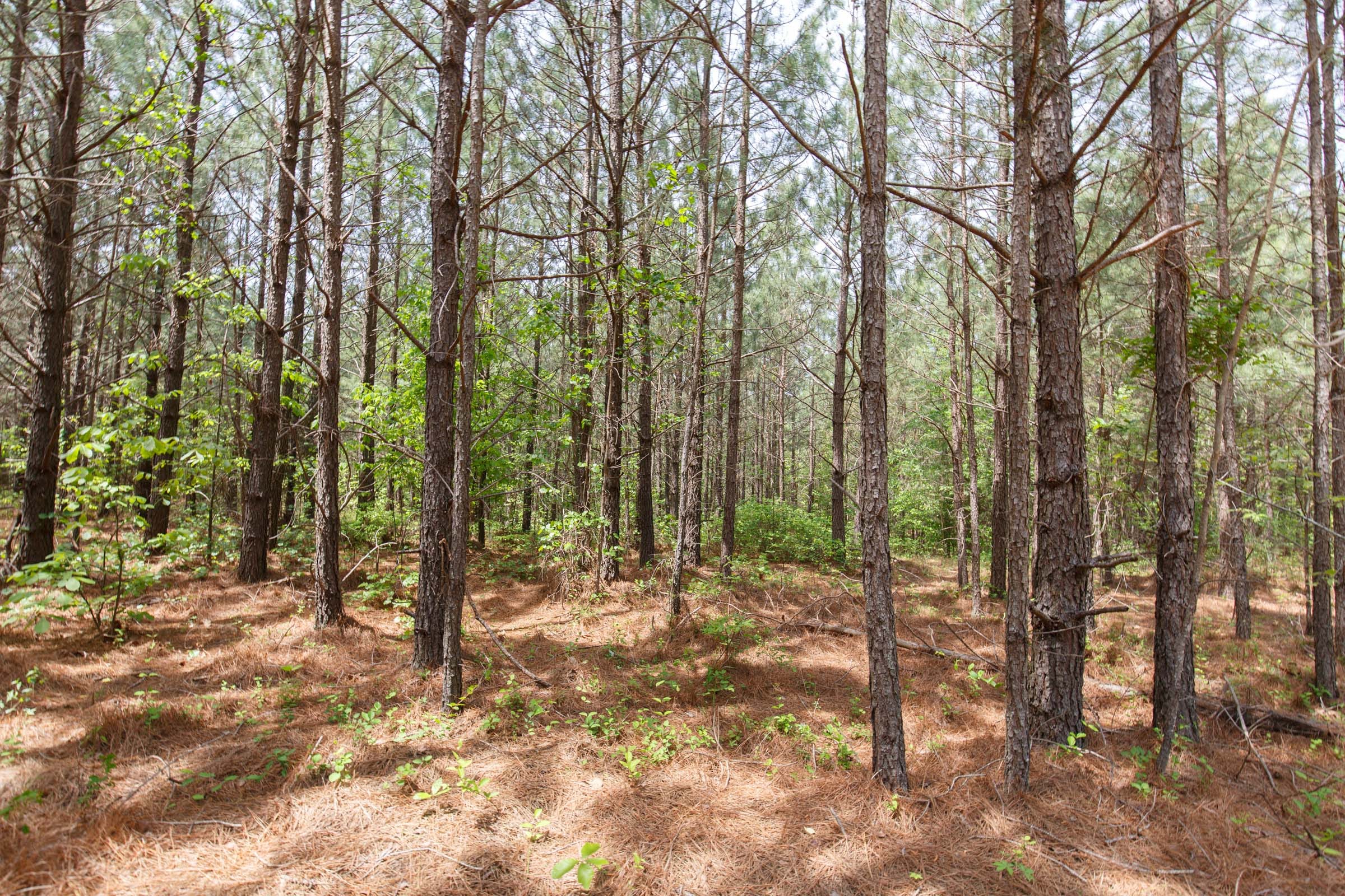 Red Barn Ranch Tract 62 photo 4