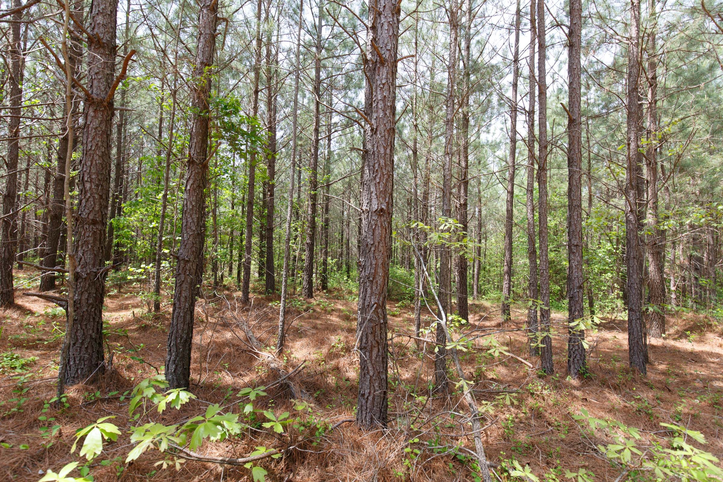 Red Barn Ranch Tract 62 photo 6