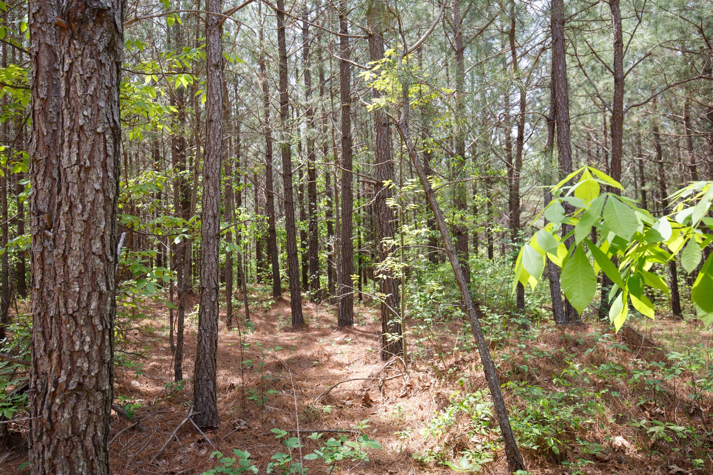 Red Barn Ranch Tract 62 photo 7