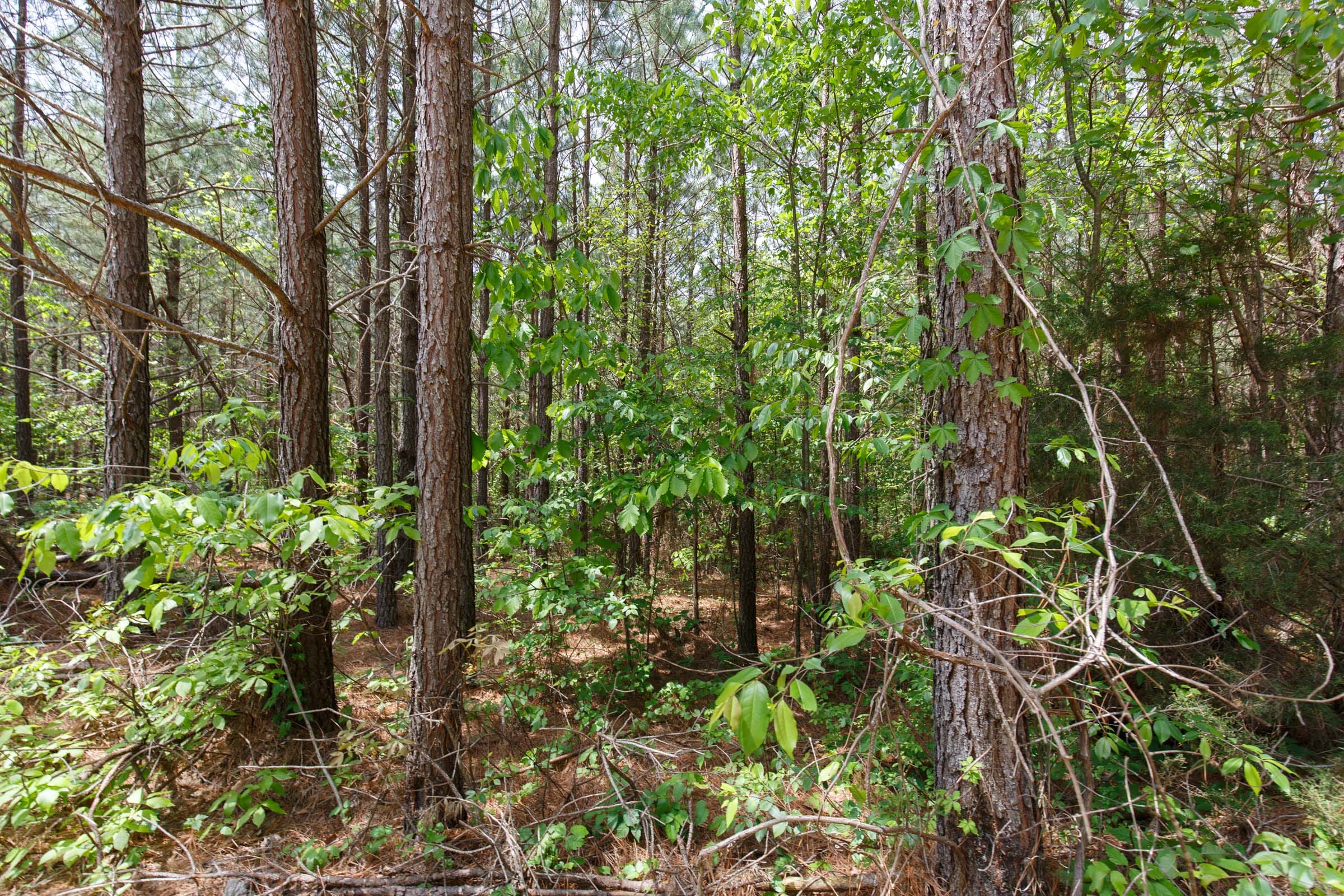 Red Barn Ranch Tract 62 photo 8