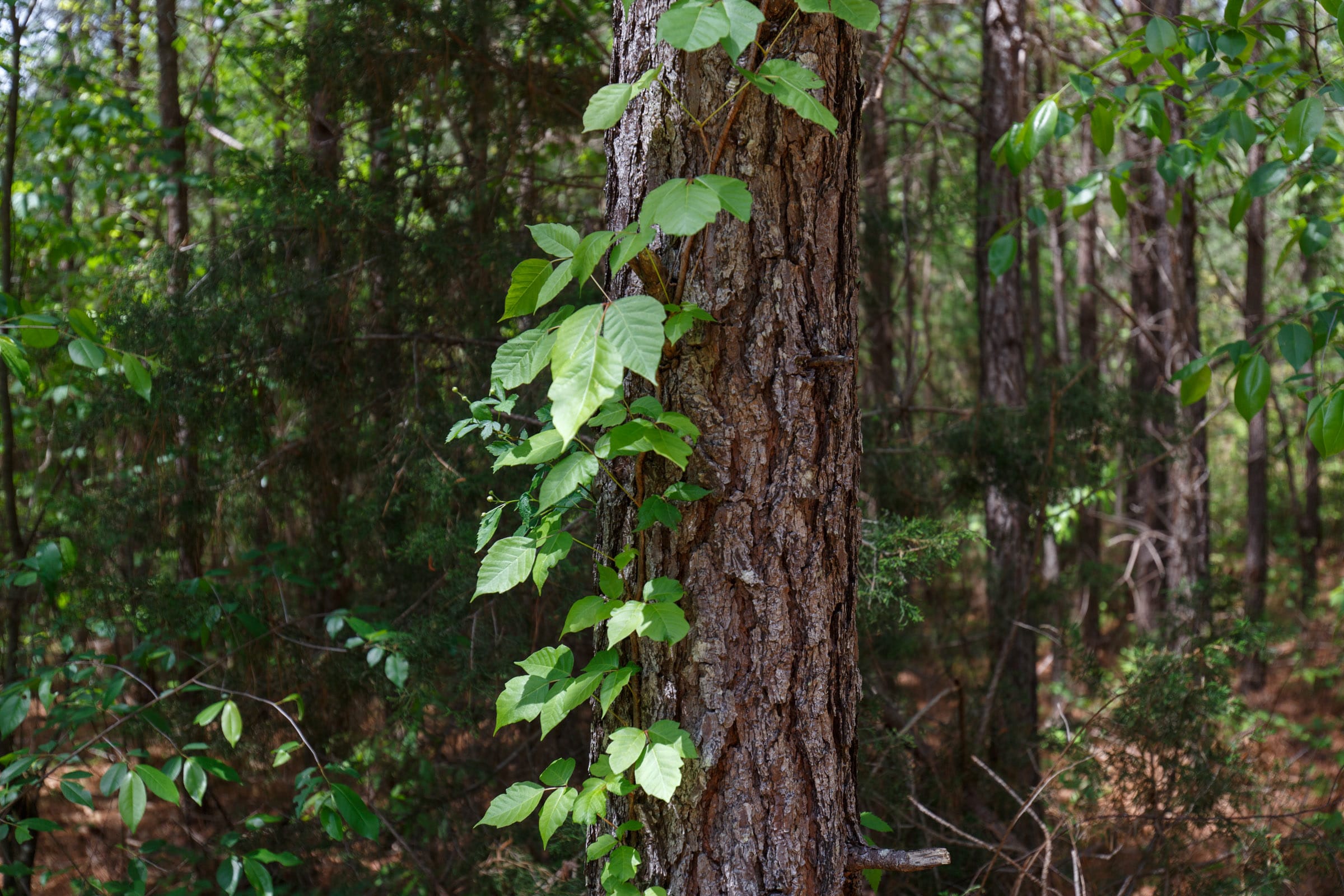 Red Barn Ranch Tract 62 photo 9