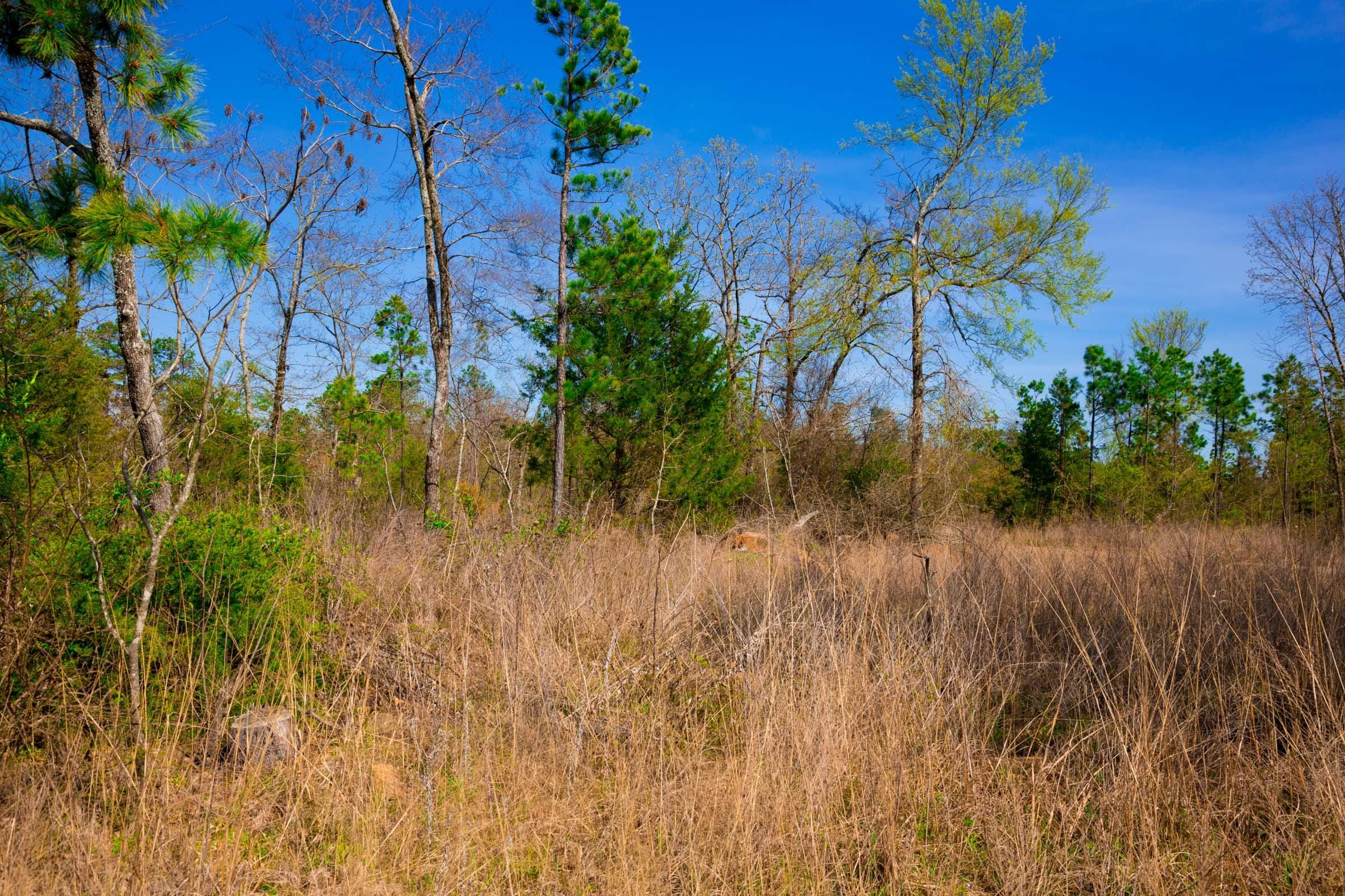 Stone Creek Phase II Tract 219 photo 2