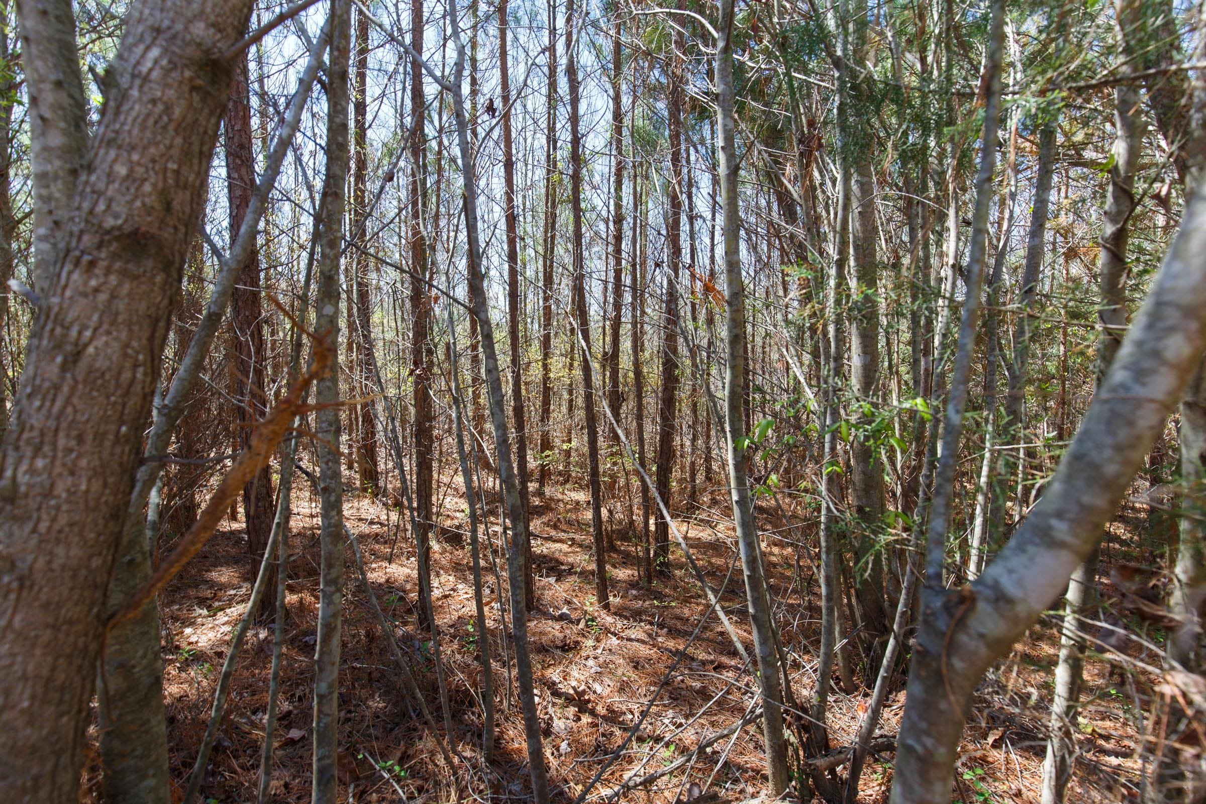 Southern Hills Tract 11 photo 2