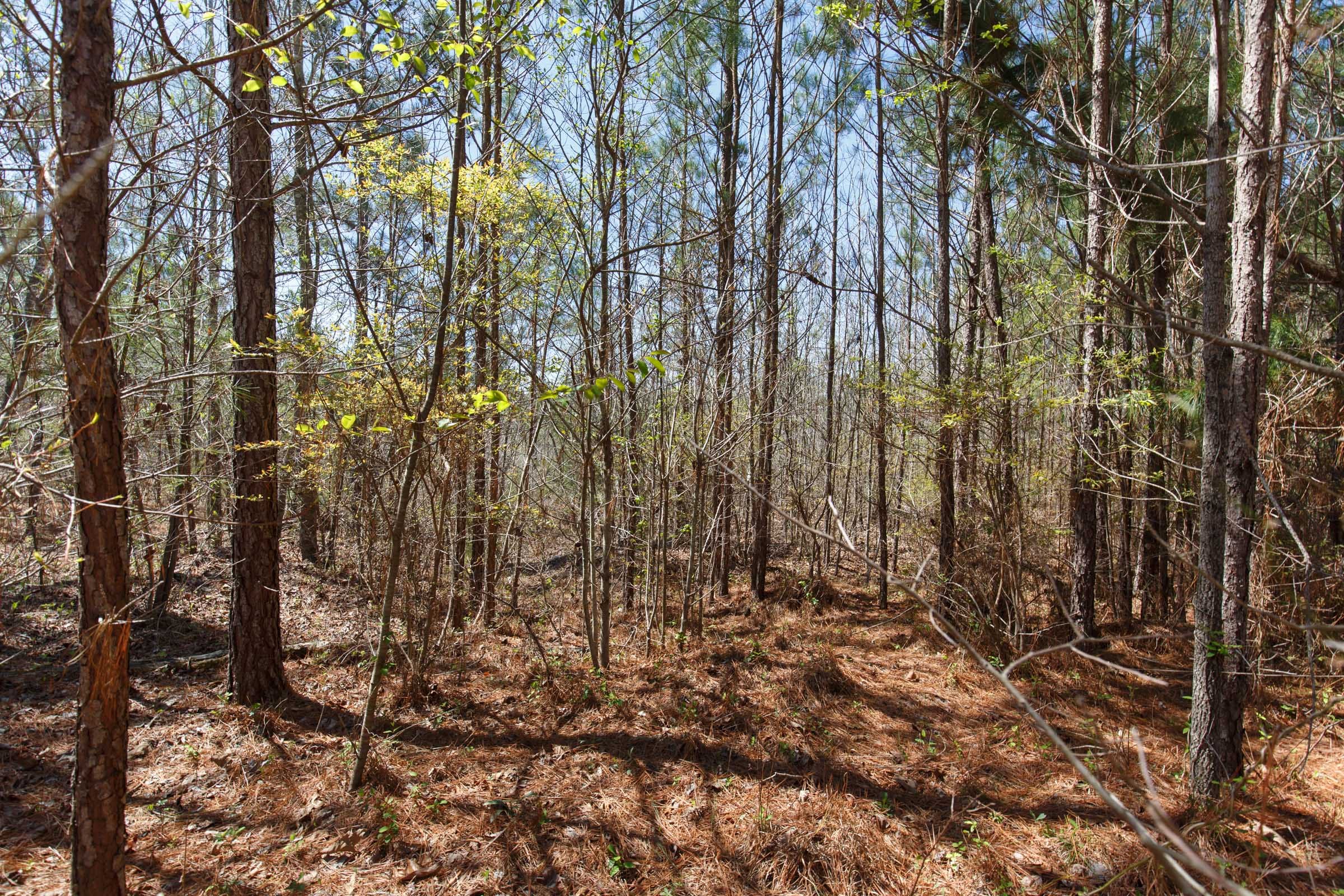 Southern Hills Tract 11 photo 3
