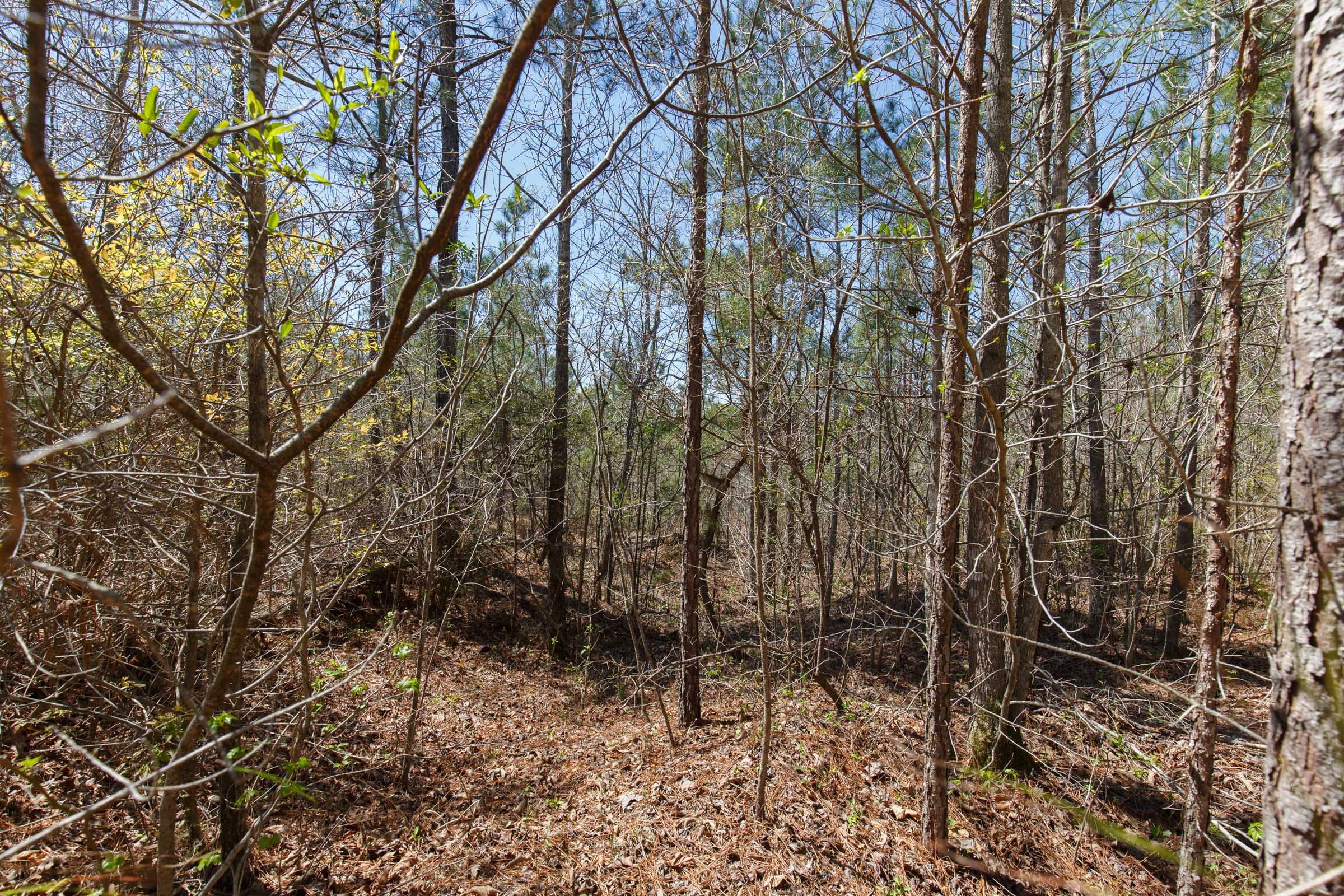 Southern Hills Tract 11 photo 4