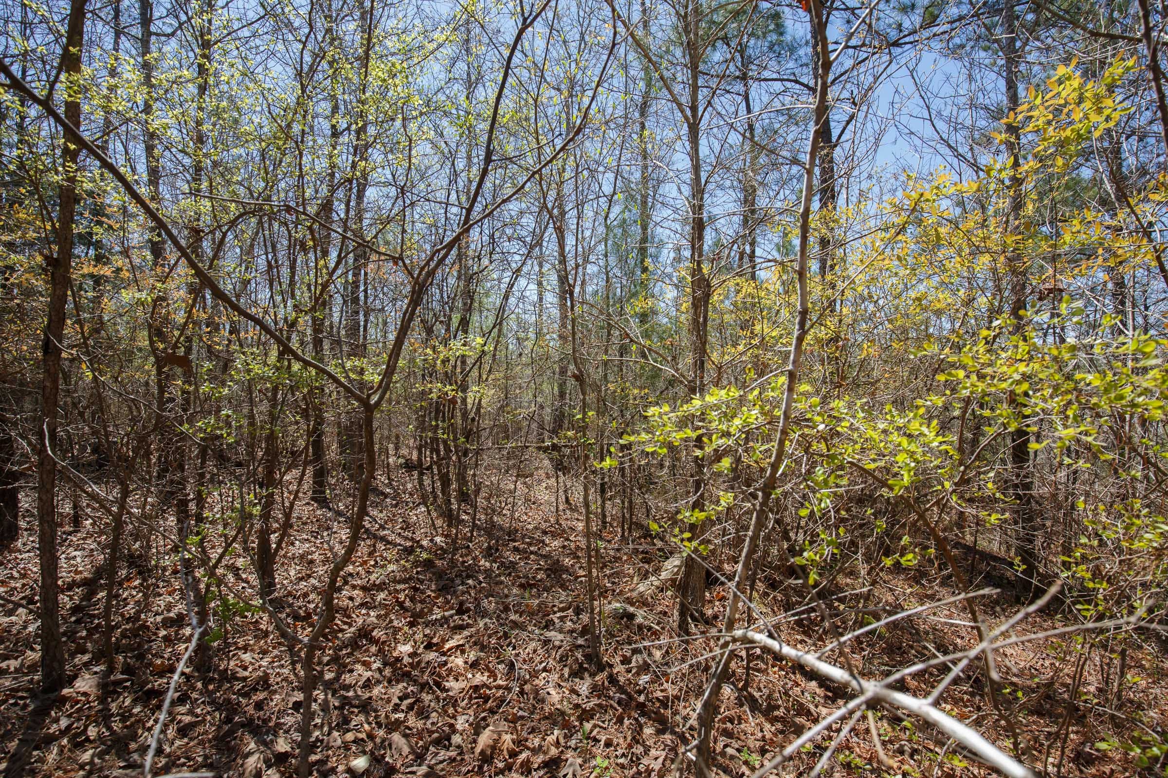 Southern Hills Tract 11 photo 5