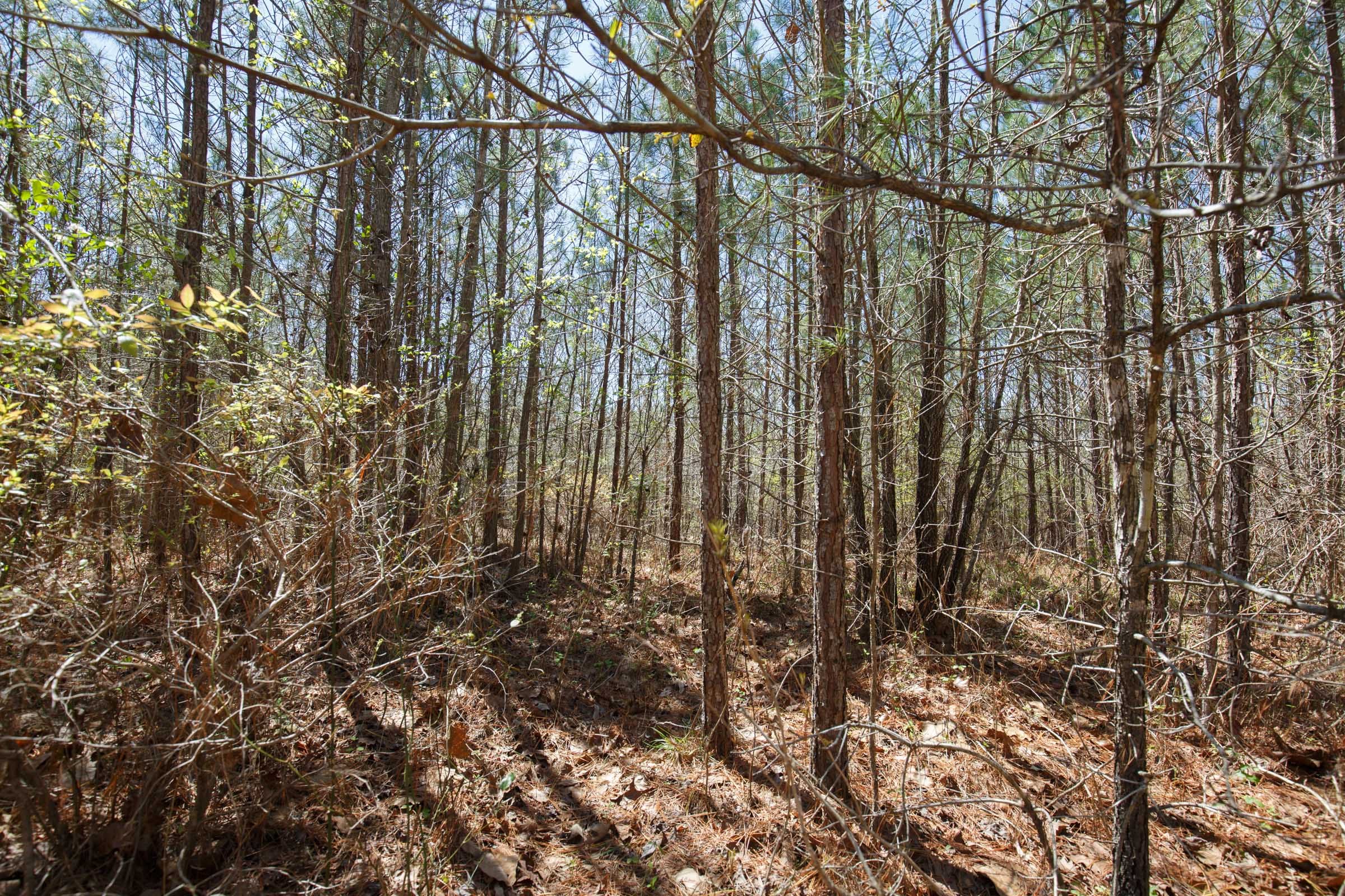 Southern Hills Tract 11 photo 6