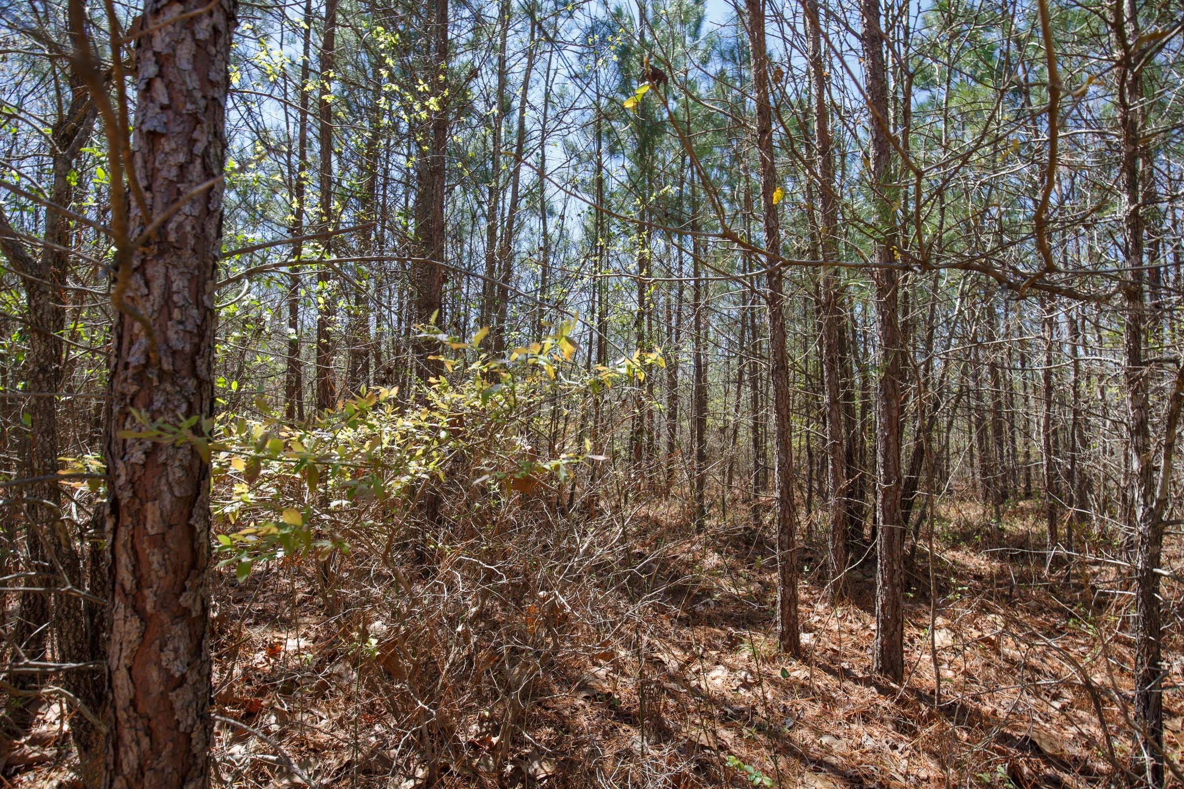 Southern Hills Tract 11 photo 7