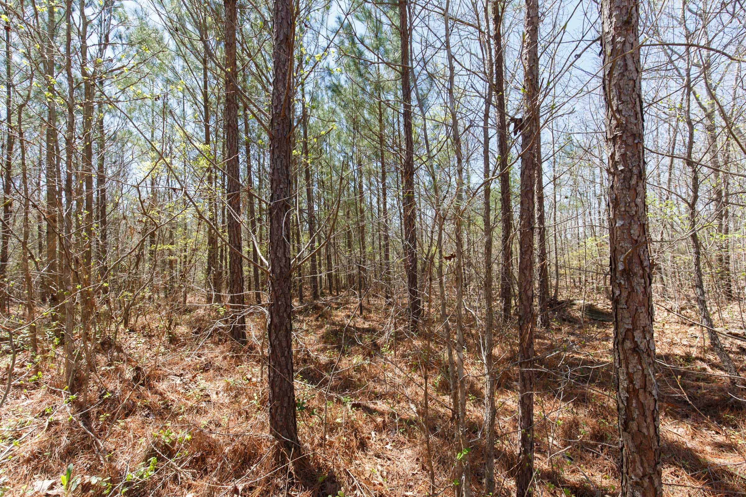 Southern Hills Tract 11 photo 9