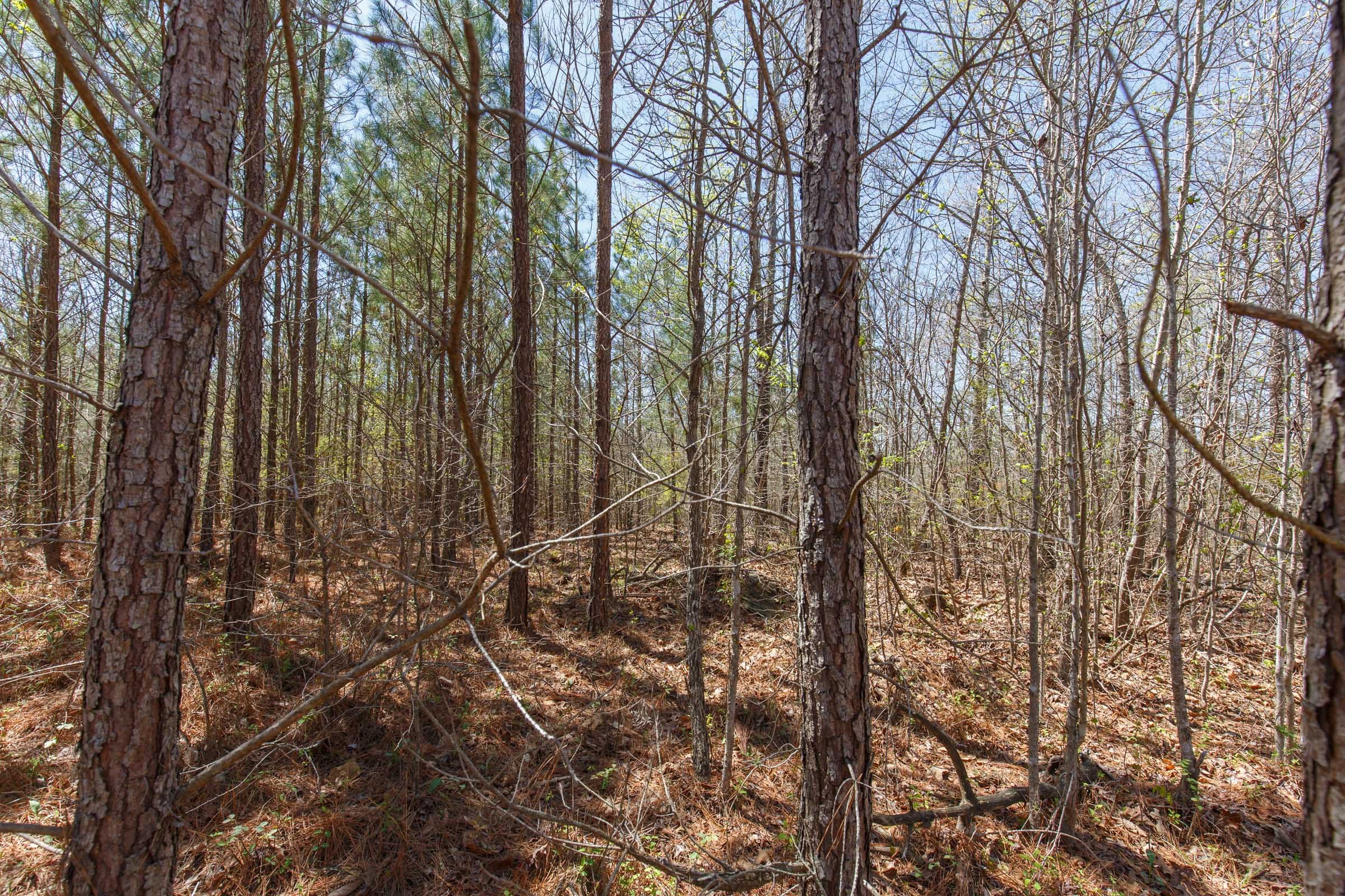 Southern Hills Tract 11 photo 10