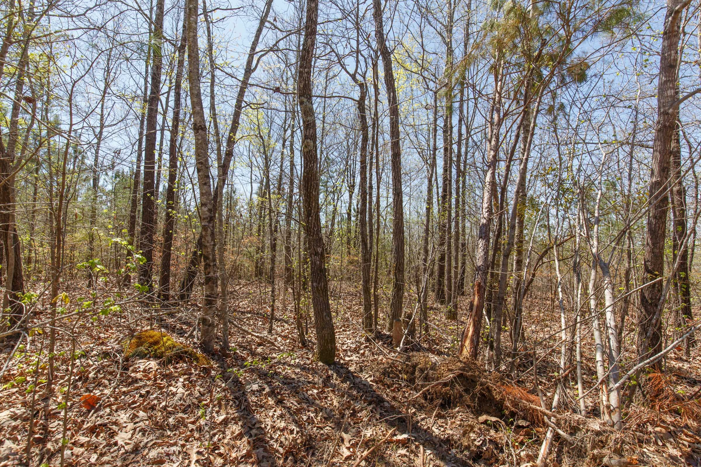 Southern Hills Tract 11 photo 15