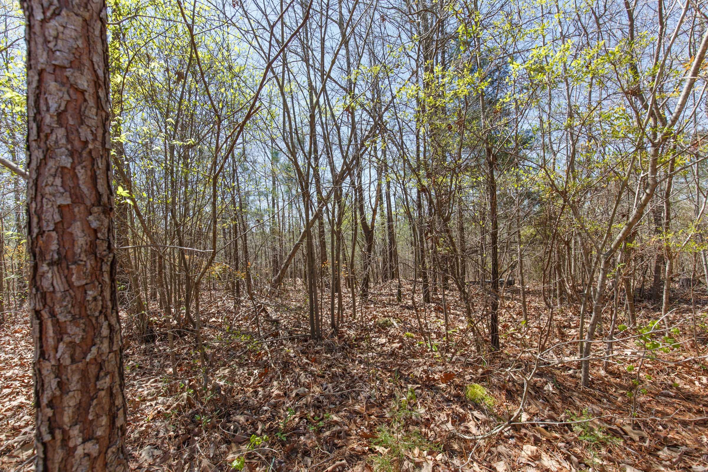 Southern Hills Tract 11 photo 17