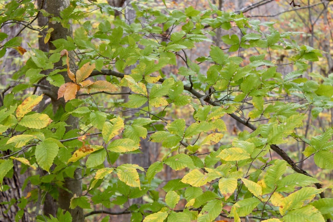 Autumn Ridge Tract 24 photo 2
