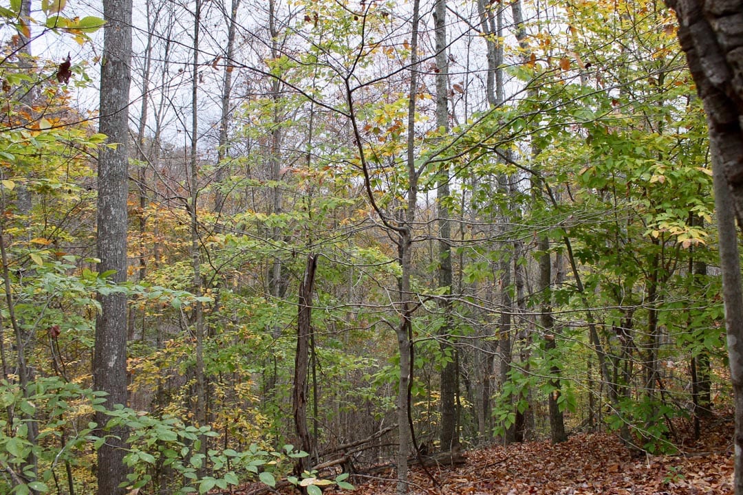 Autumn Ridge Tract 24 photo 4