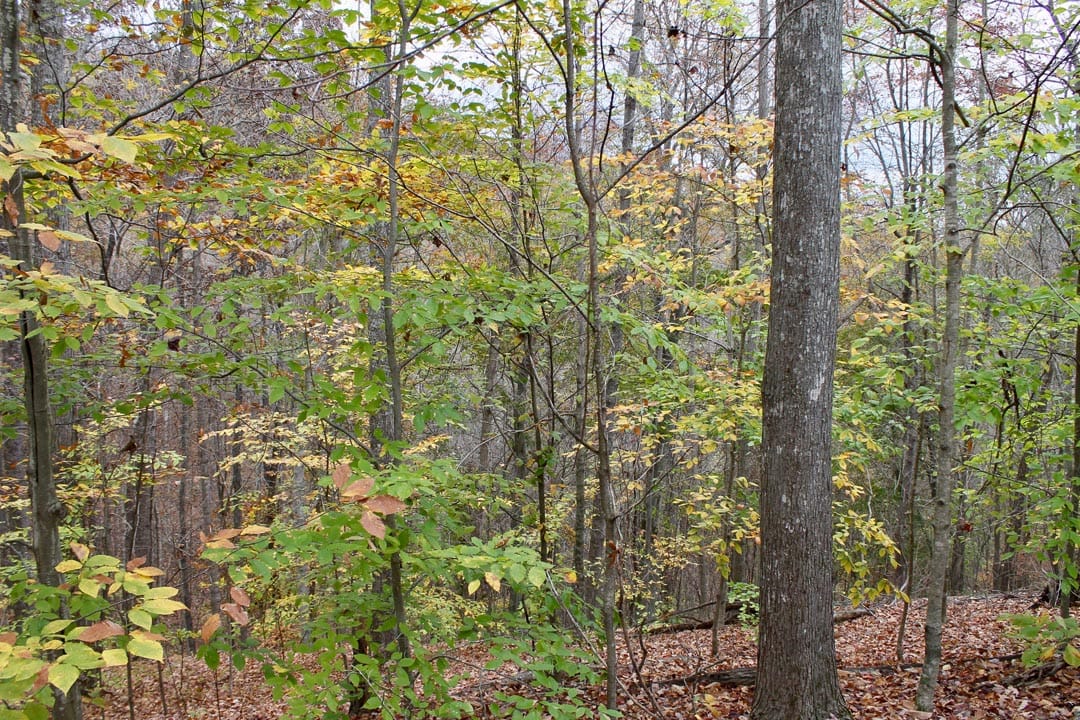 Autumn Ridge Tract 24 photo 5