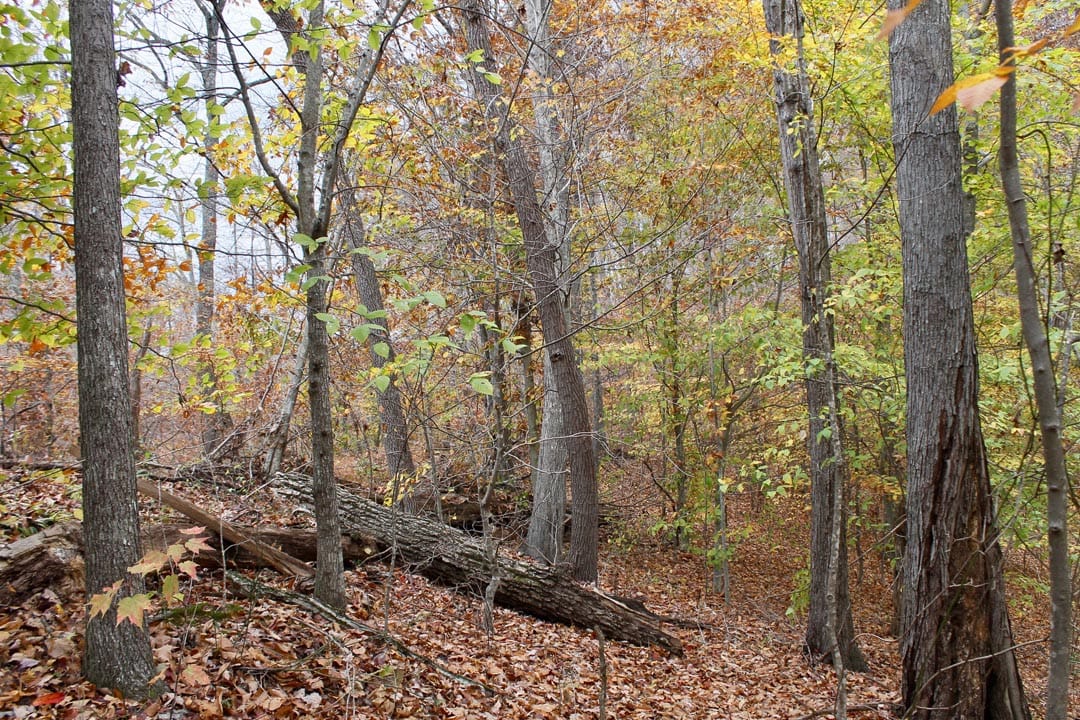 Autumn Ridge Tract 24 photo 6