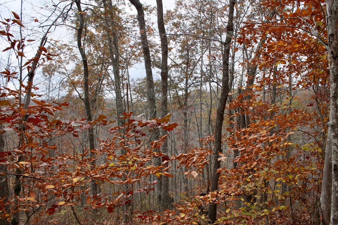 Autumn Ridge Tract 24 photo 8
