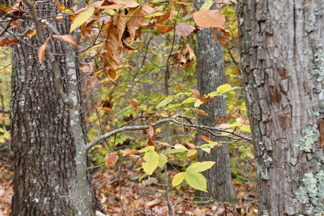 Autumn Ridge Tract 24 photo 11
