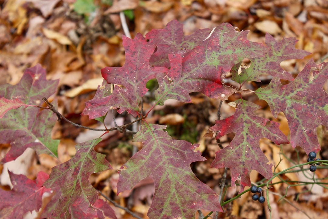 Autumn Ridge Tract 24 photo 12
