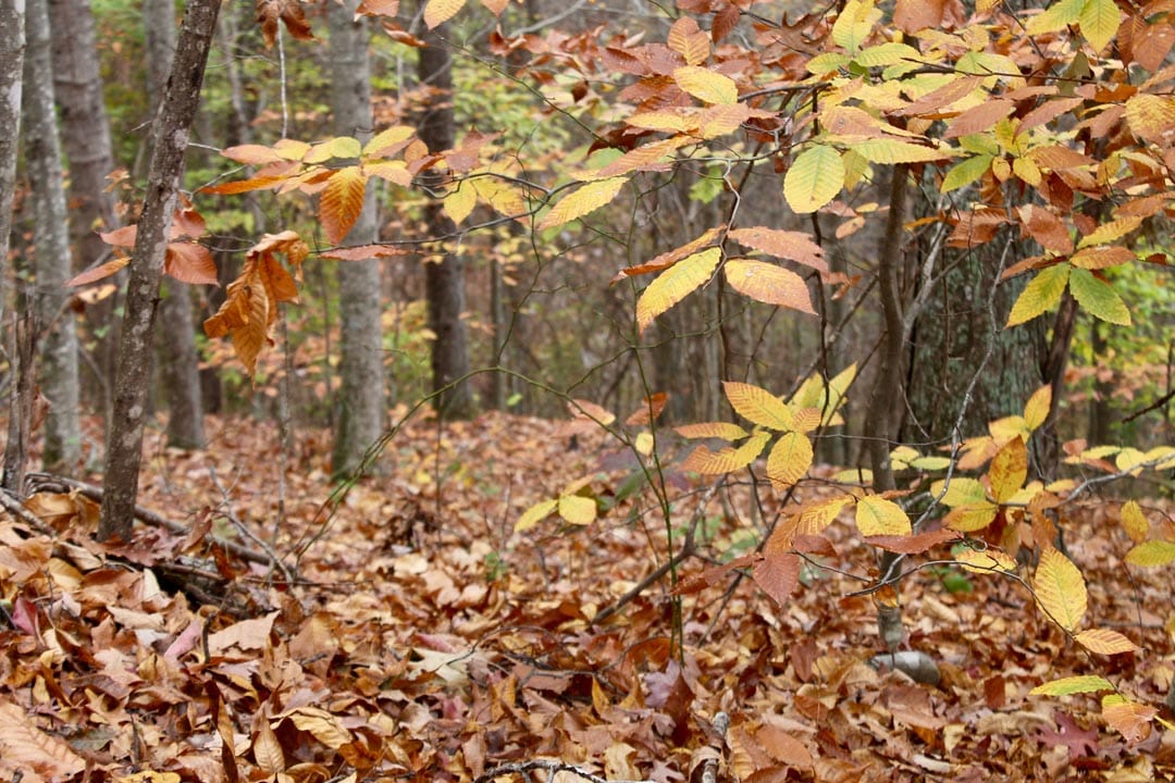 Autumn Ridge Tract 24 photo 13