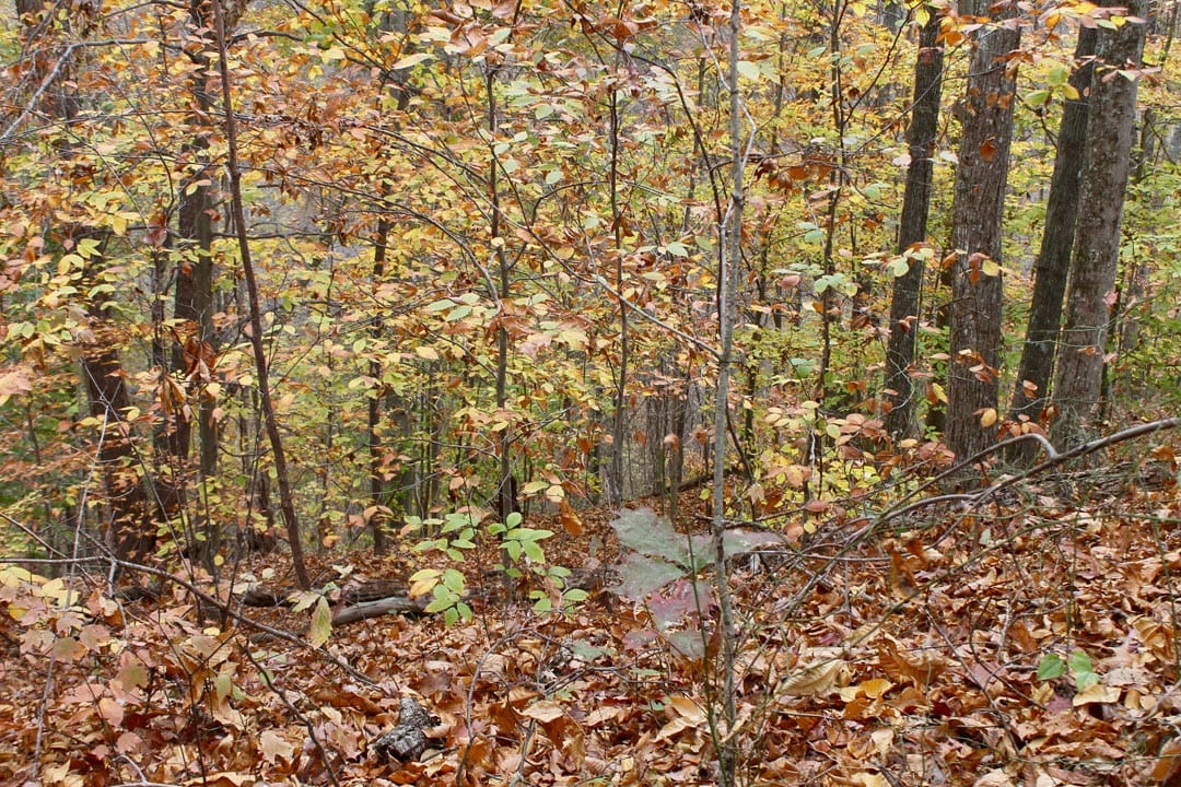 Autumn Ridge Tract 24 photo 14