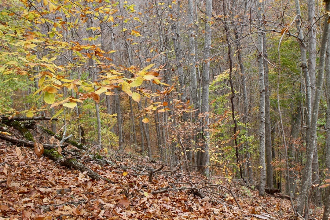 Autumn Ridge Tract 24 photo 15