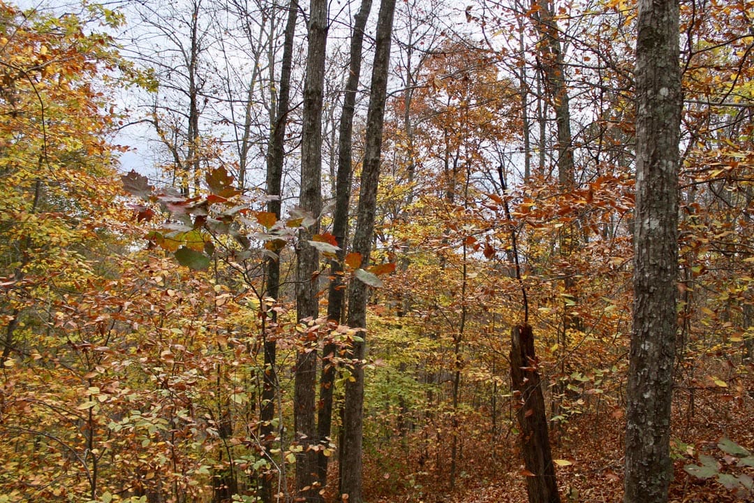 Autumn Ridge Tract 24 photo 17