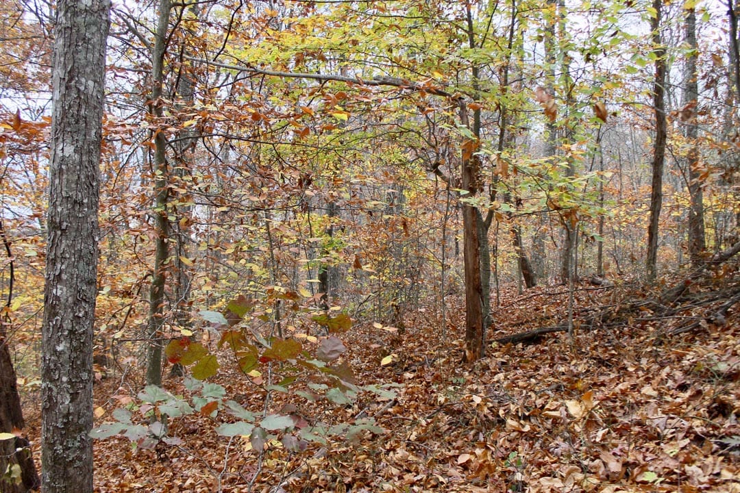 Autumn Ridge Tract 24 photo 18