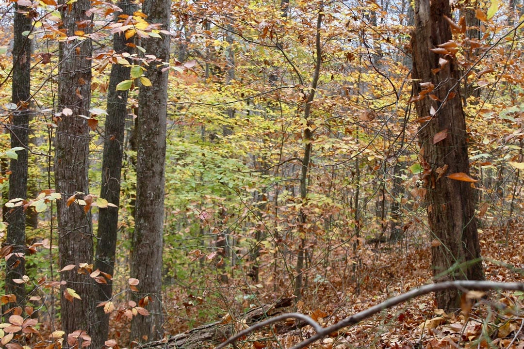 Autumn Ridge Tract 24 photo 19