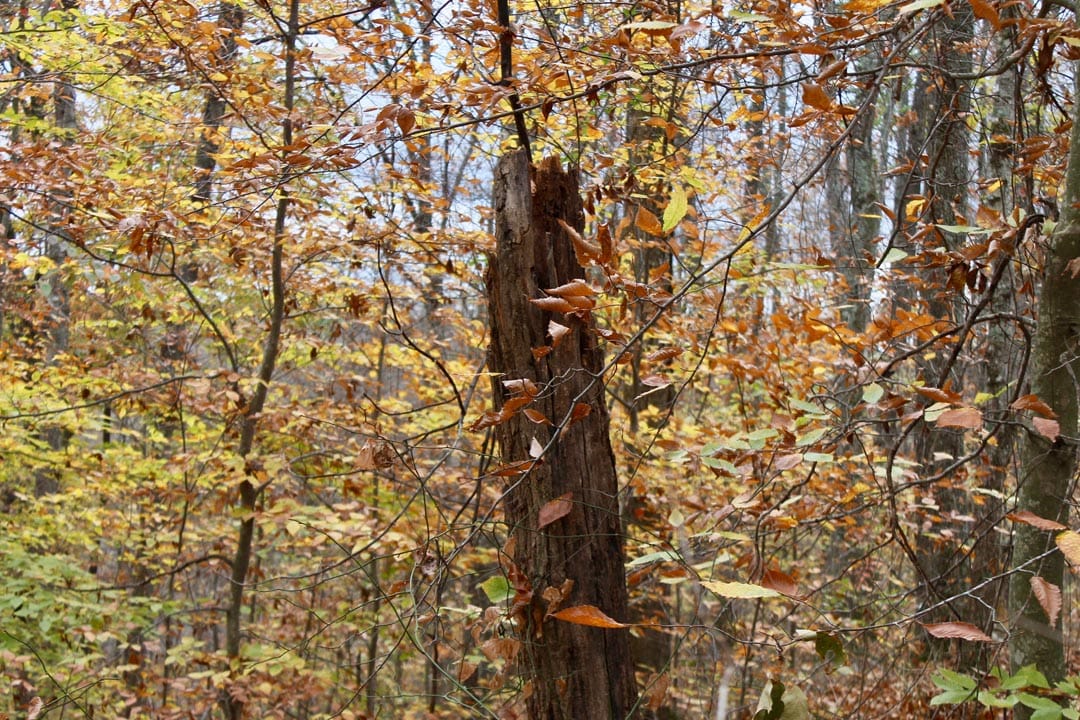 Autumn Ridge Tract 24 photo 20