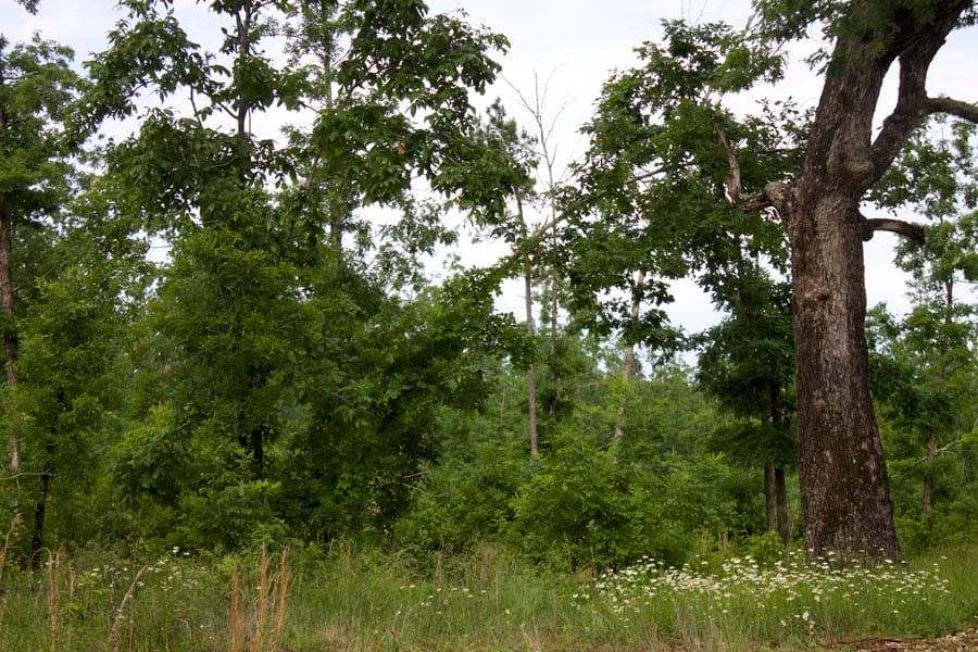 Thunder Mountain Ranch Tract 40 photo 6