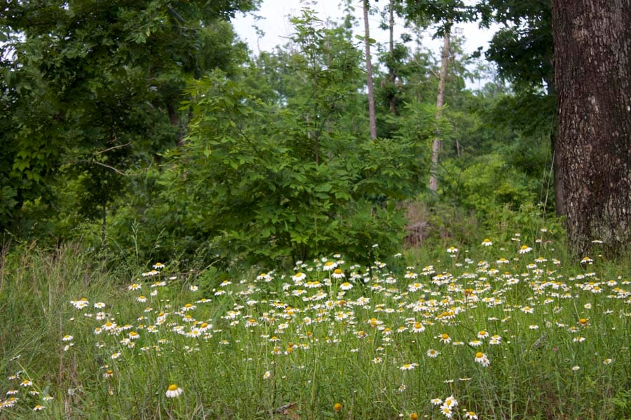 Thunder Mountain Ranch Tract 40 photo 8