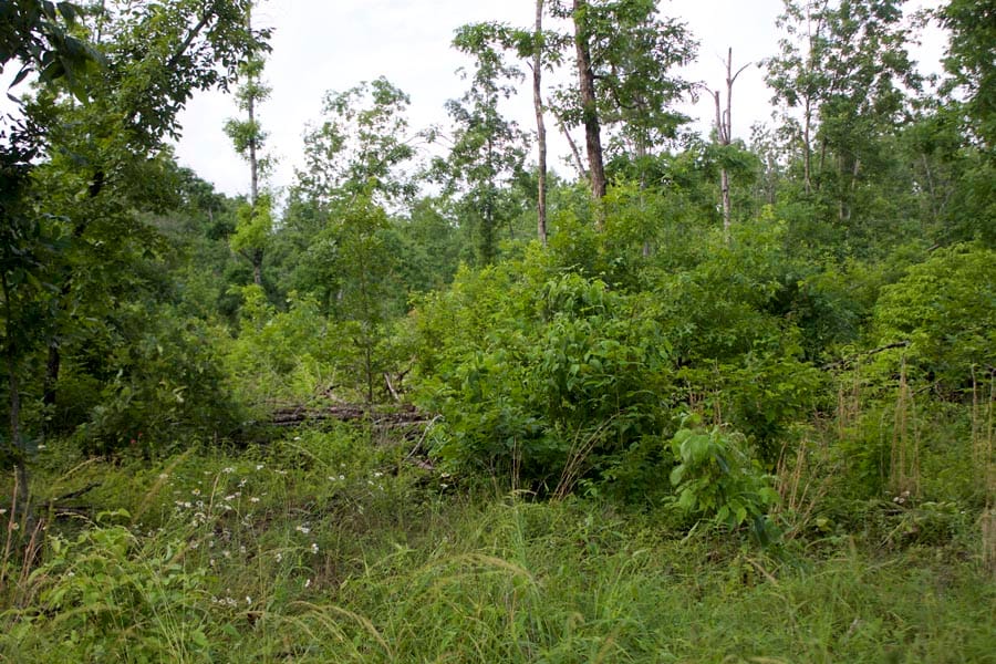 Thunder Mountain Ranch Tract 40 photo 10
