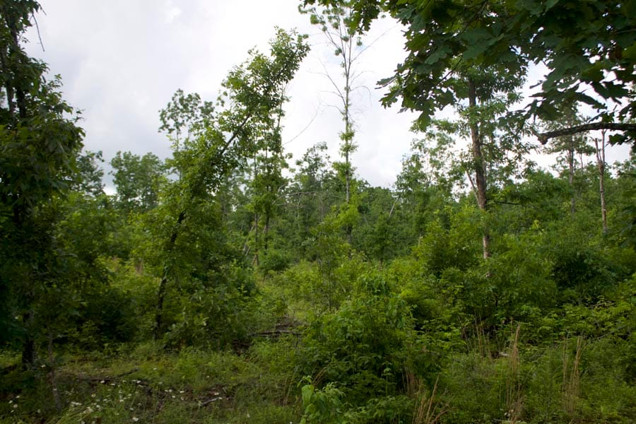Thunder Mountain Ranch Tract 40 photo 11