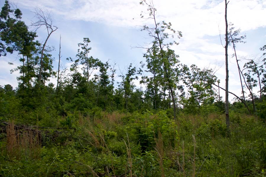 Thunder Mountain Ranch Tract 40 photo 12