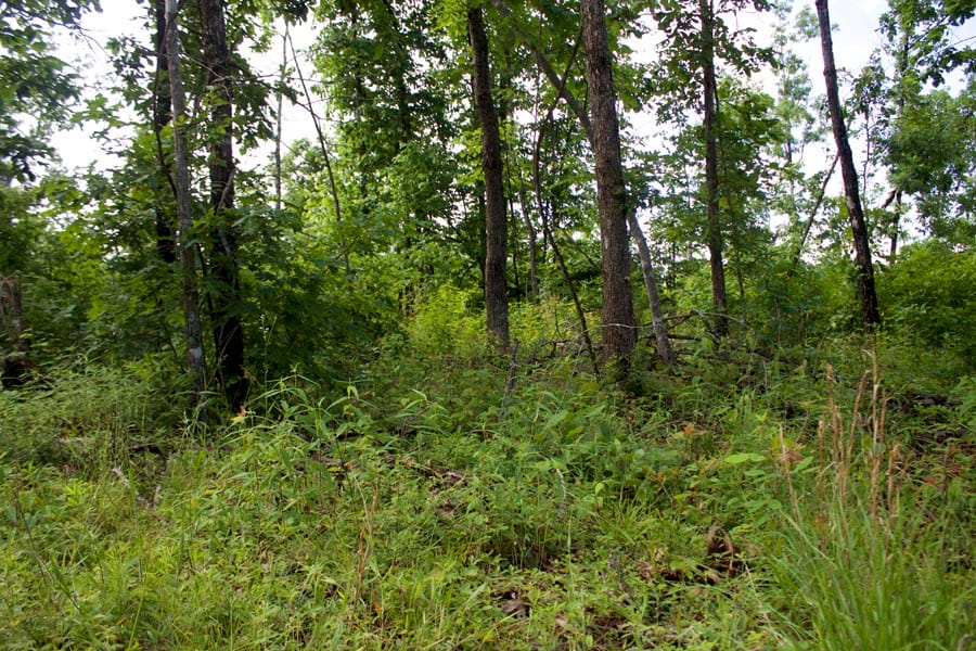 Thunder Mountain Ranch Tract 40 photo 13