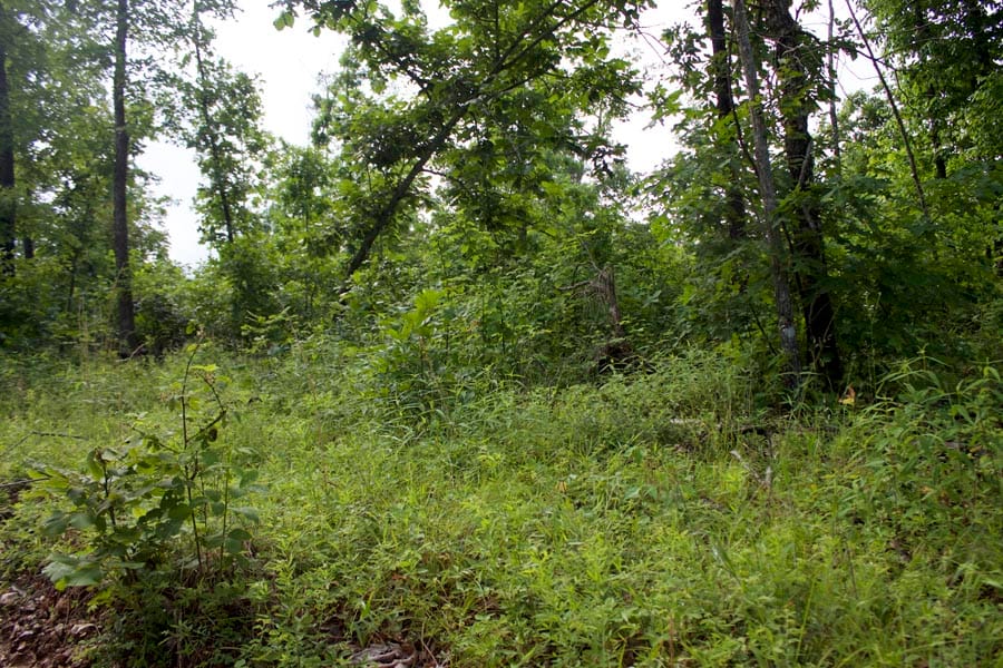 Thunder Mountain Ranch Tract 40 photo 14