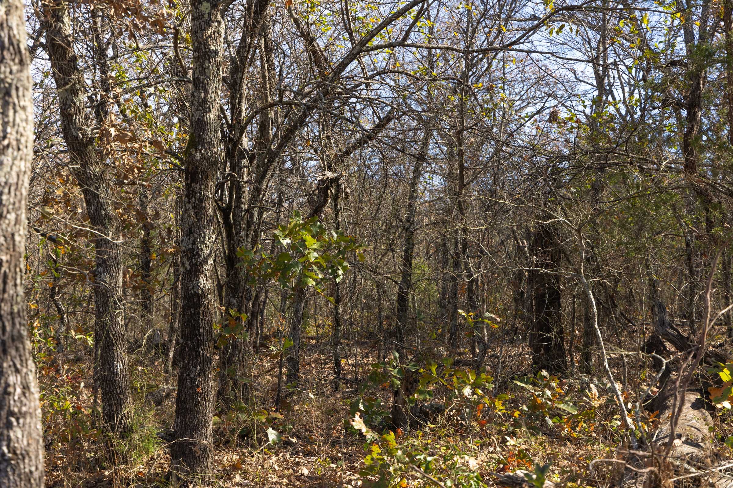 Harmony Hills Tract 48 photo 6
