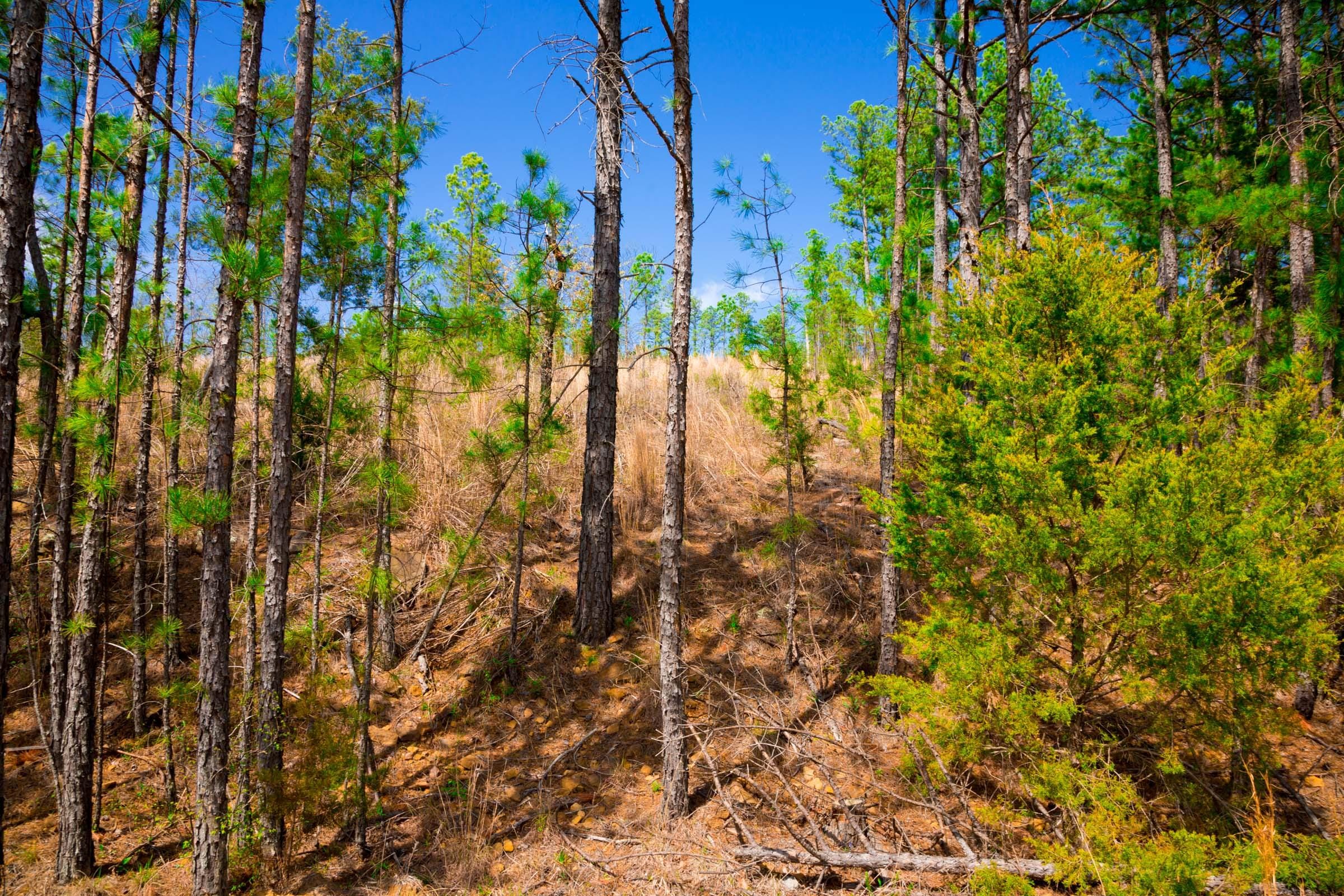 Stone Creek Phase II Tract 229 photo 8