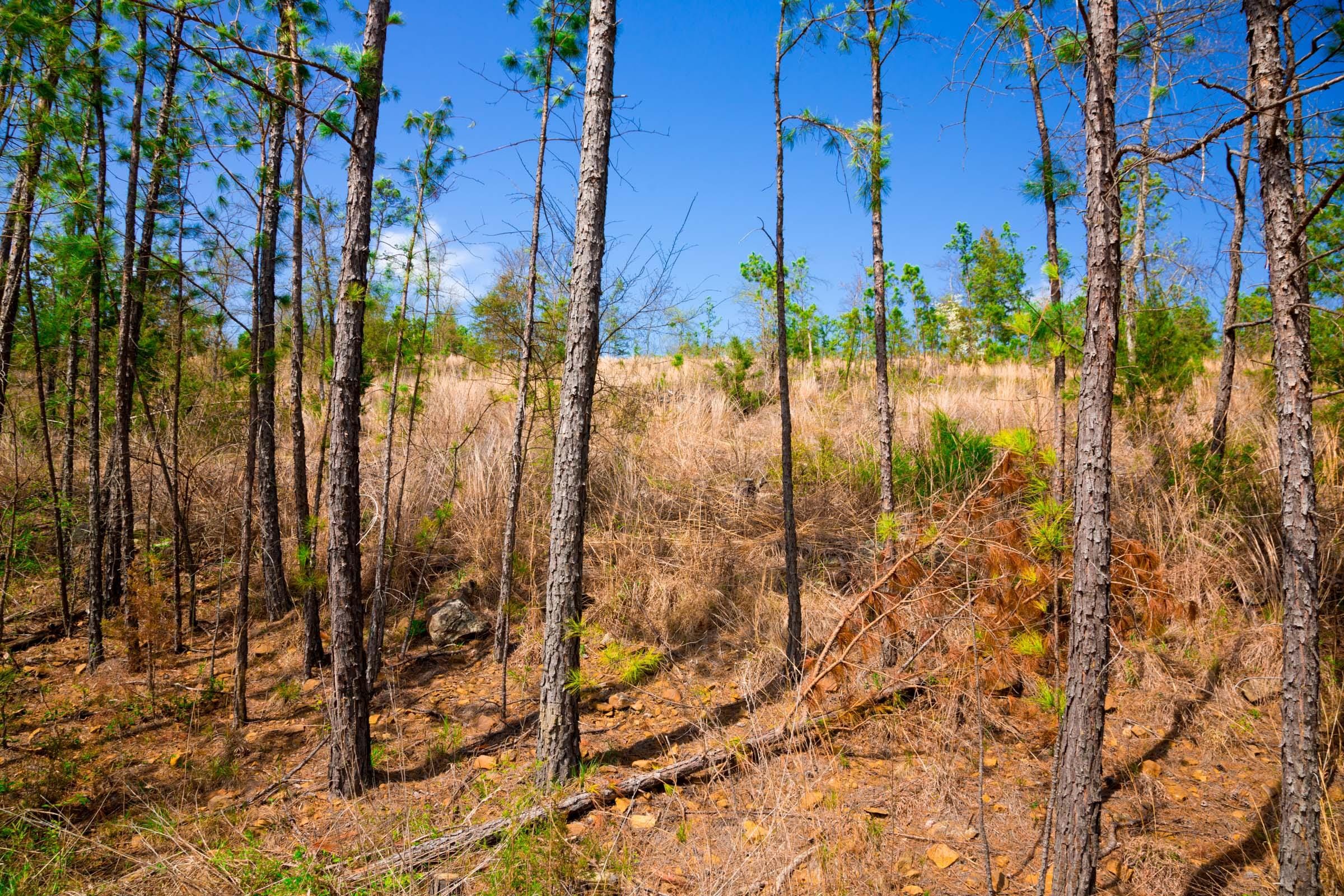 Stone Creek Phase II Tract 229 photo 10