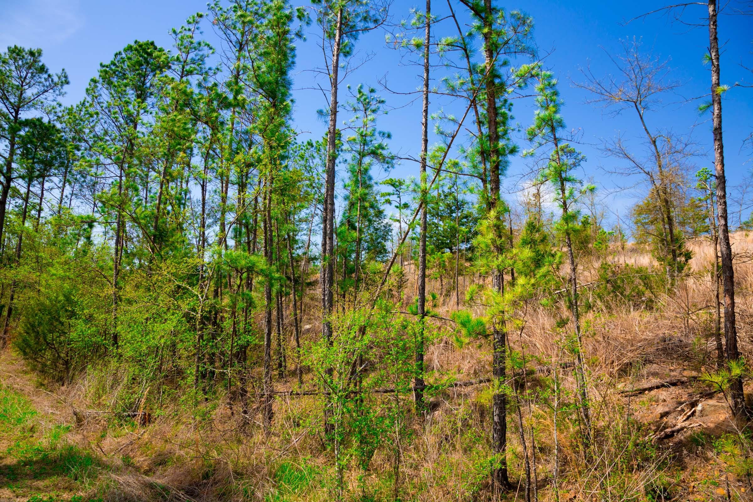 Stone Creek Phase II Tract 229 photo 11