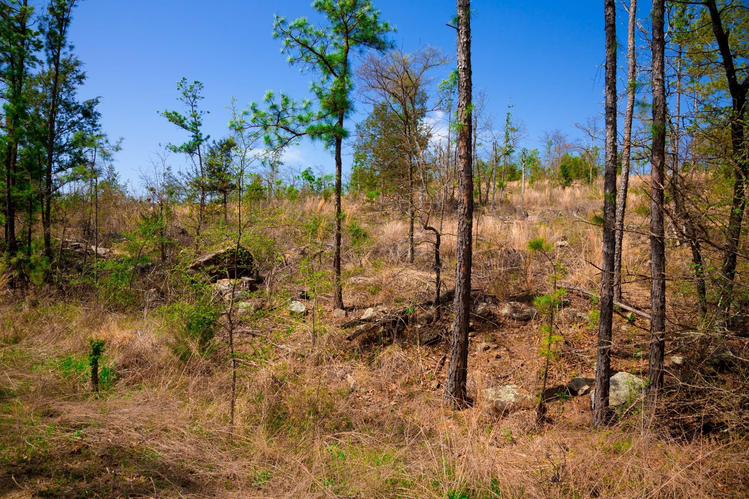 Stone Creek Phase II Tract 229 photo 12