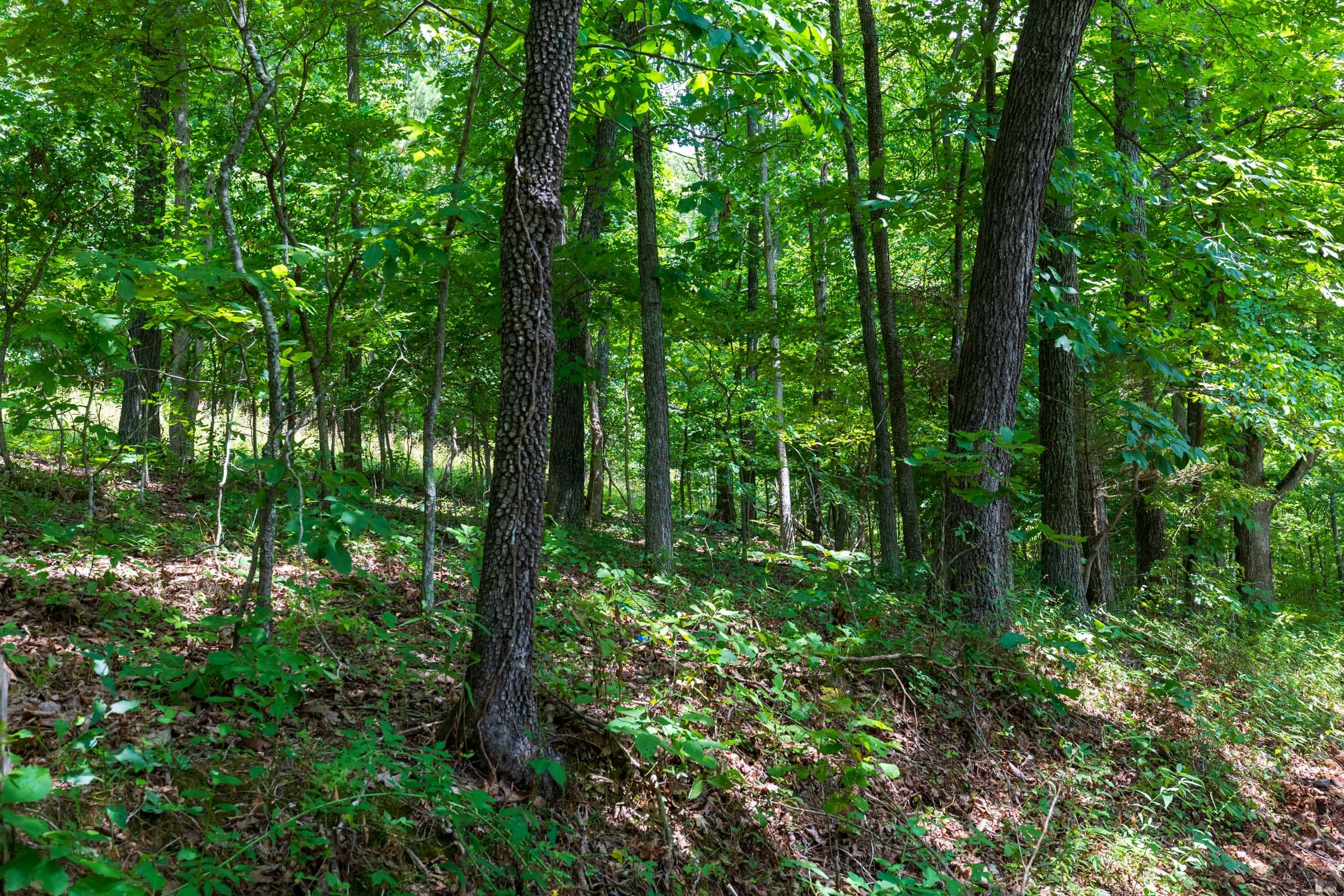 Cypress Ridge Tract 1 photo 3