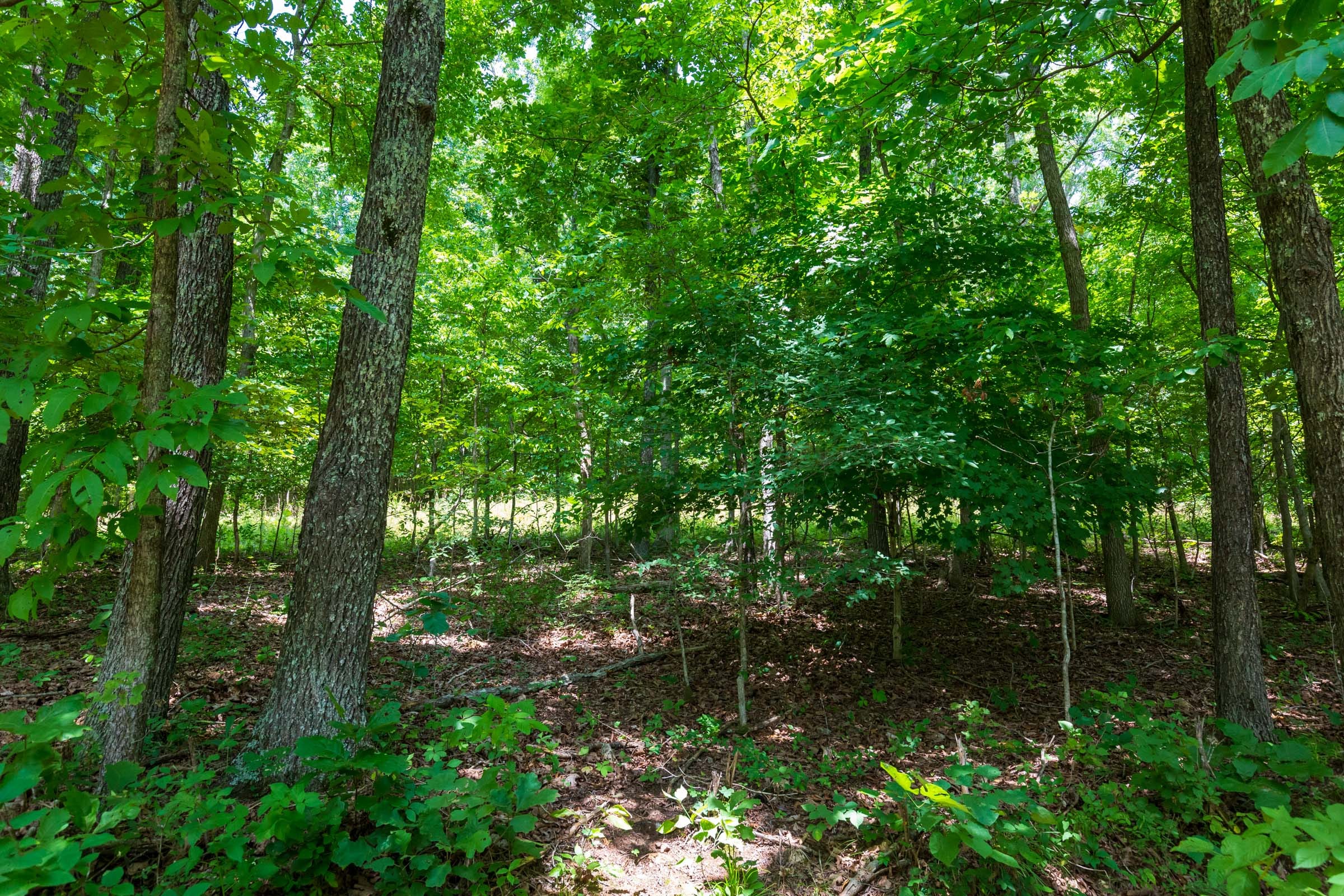 Cypress Ridge Tract 1 photo 4
