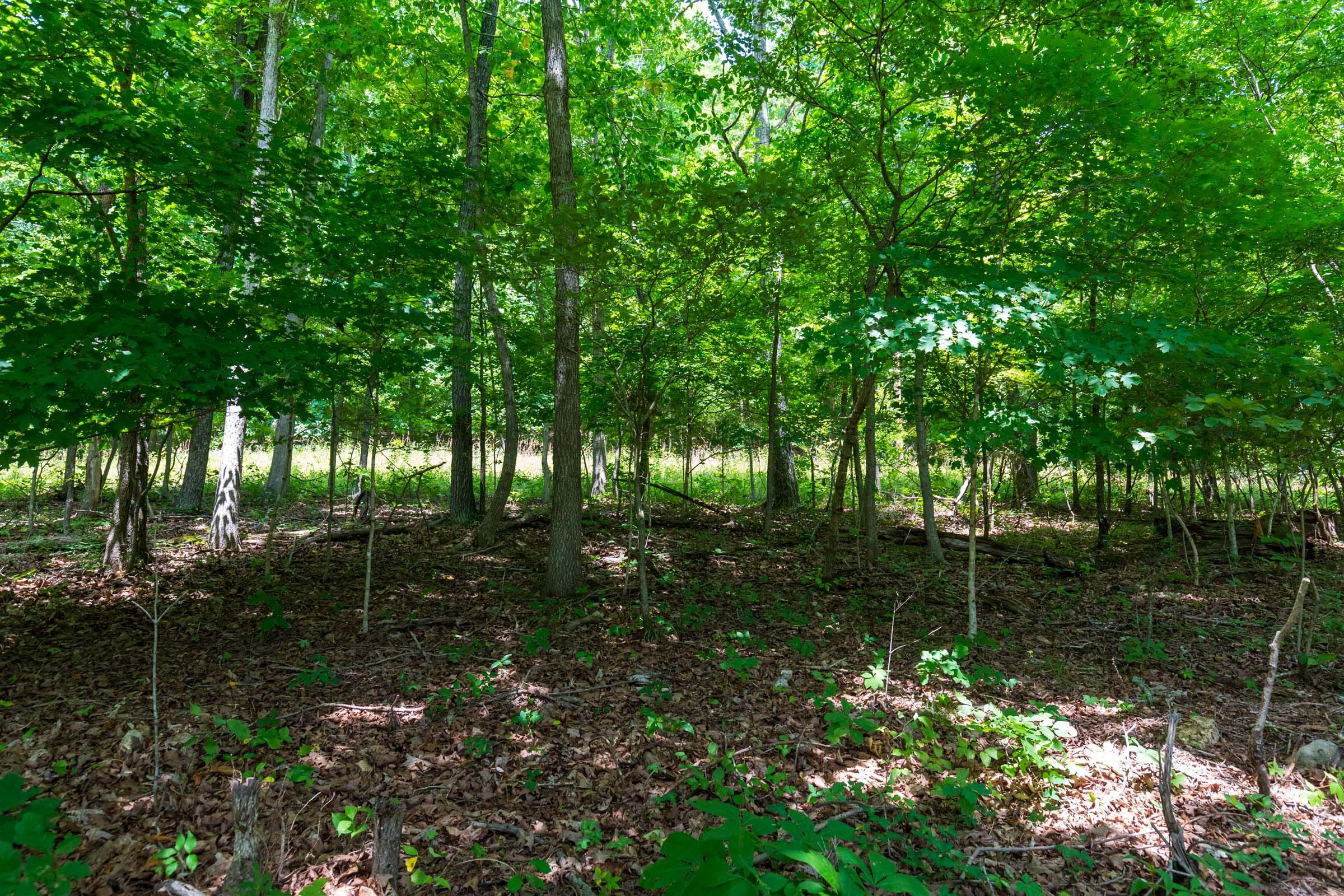 Cypress Ridge Tract 1 photo 5