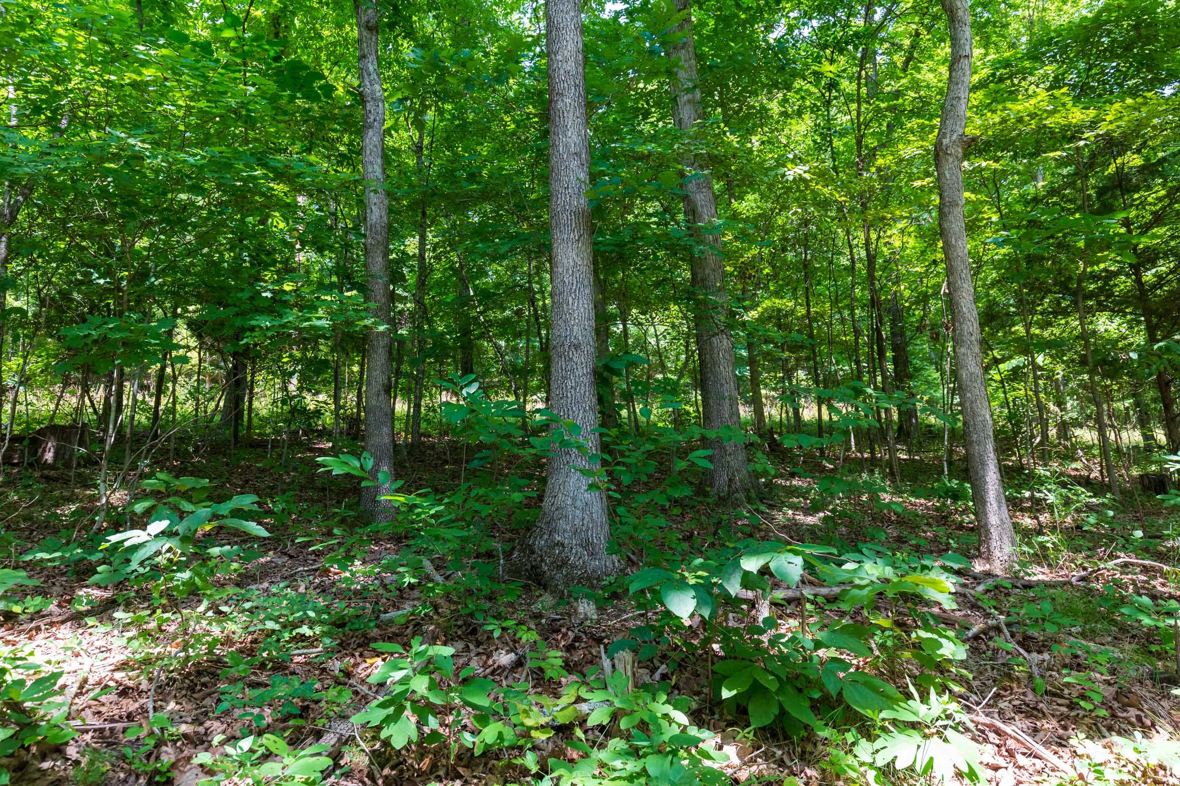 Cypress Ridge Tract 1 photo 6