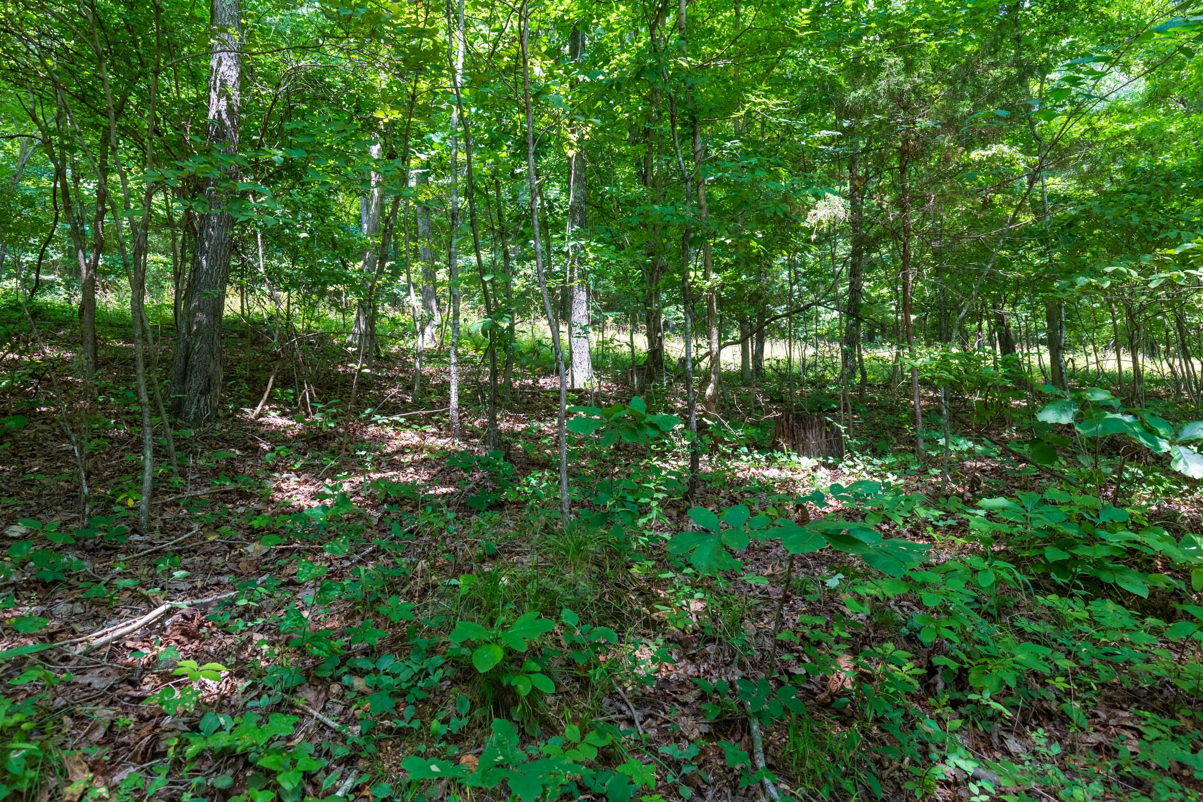 Cypress Ridge Tract 1 photo 7